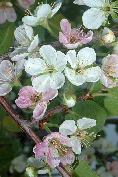 prunus subcordata 1 graphic